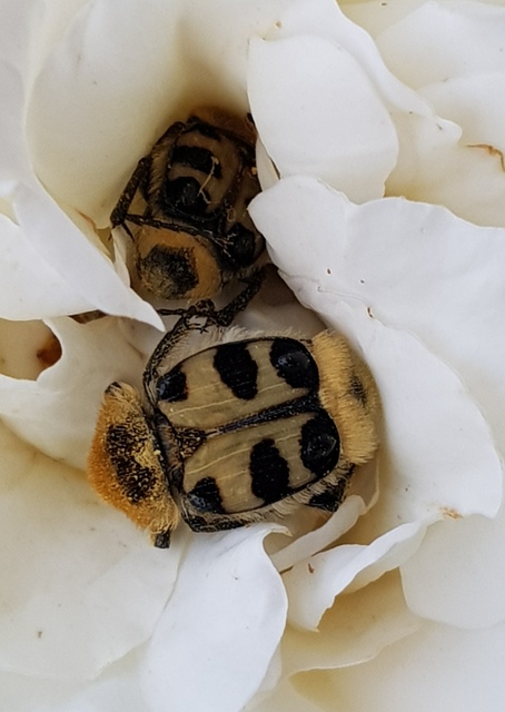 Trichius sexualis - keleti prémesbogár