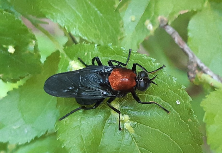 Clitellaria ephippium - tüskéshátú légy