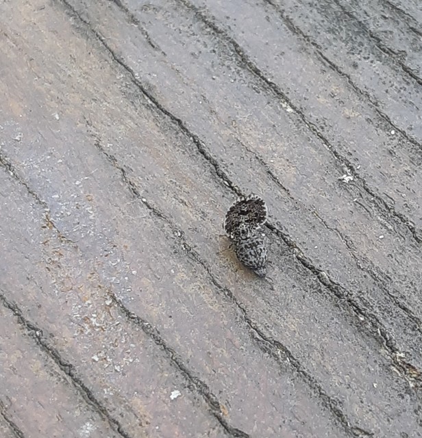 Callopistromyia annulipes - pávalégy