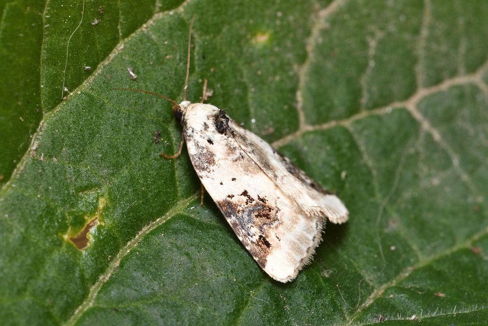 Pseudeustrotia candidula - fehéres apróbagoly