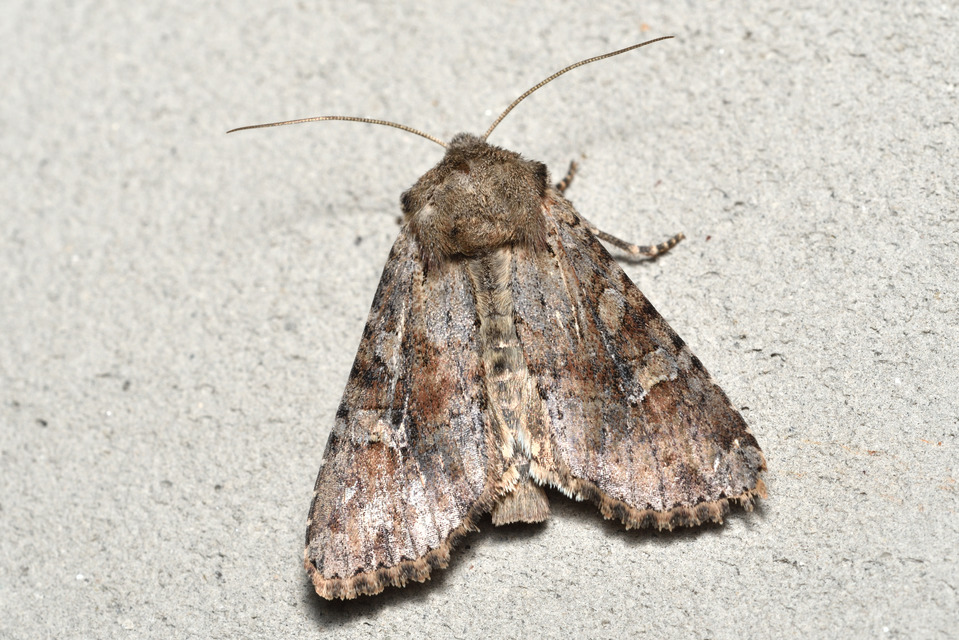 Apamea sordens - kalászrágó dudvabagoly