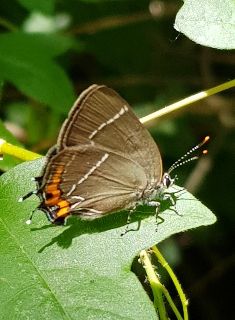 Satyrium w-album - szilfa-csücsköslepke