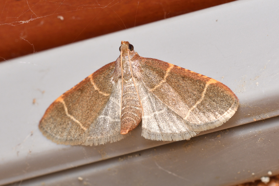 Hypsopygia glaucinalis - rezes fényilonca
