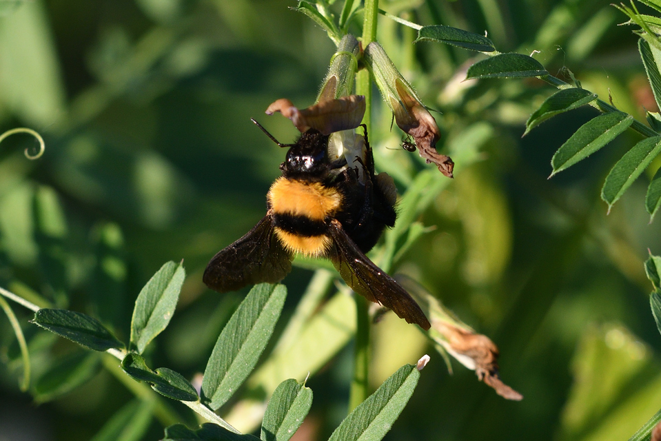 Bombus argillaceus - délvidéki poszméh