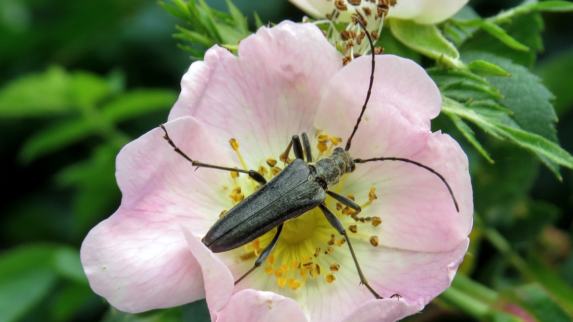 Stenocorus meridianus - fűz-gyökércincér