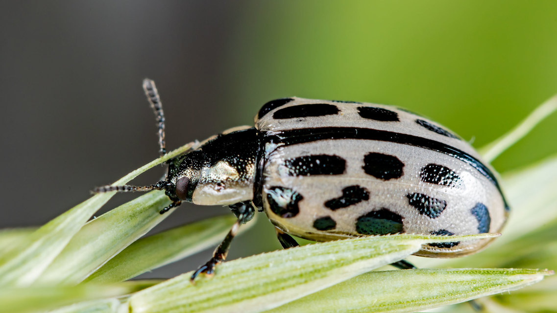 Chrysomela vigintipunctata - húszfoltos fűzlevelész