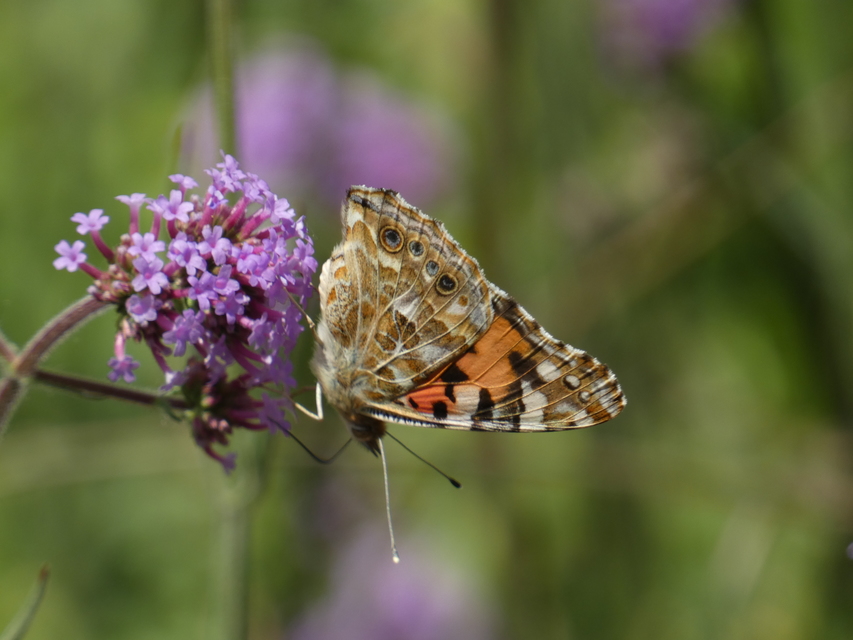 Vanessa cardui - bogáncslepke