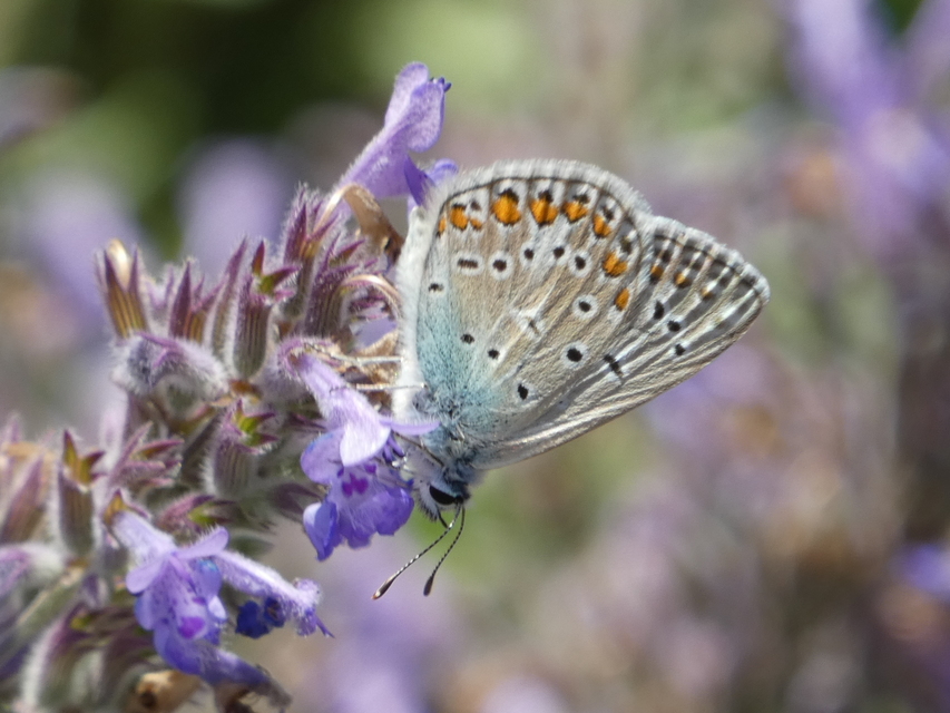 Polyommatus icarus - közönséges boglárka