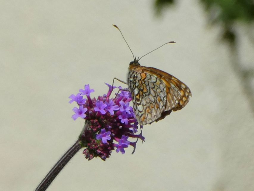 Melitaea phoebe - nagy tarkalepke