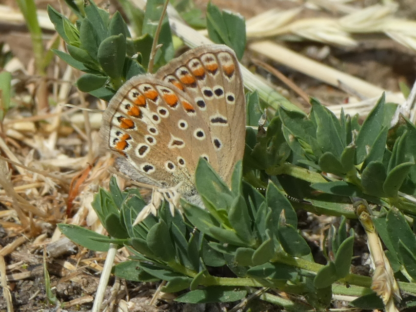 Polyommatus icarus - közönséges boglárka