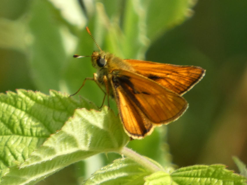 Ochlodes sylvanus - erdei busalepke