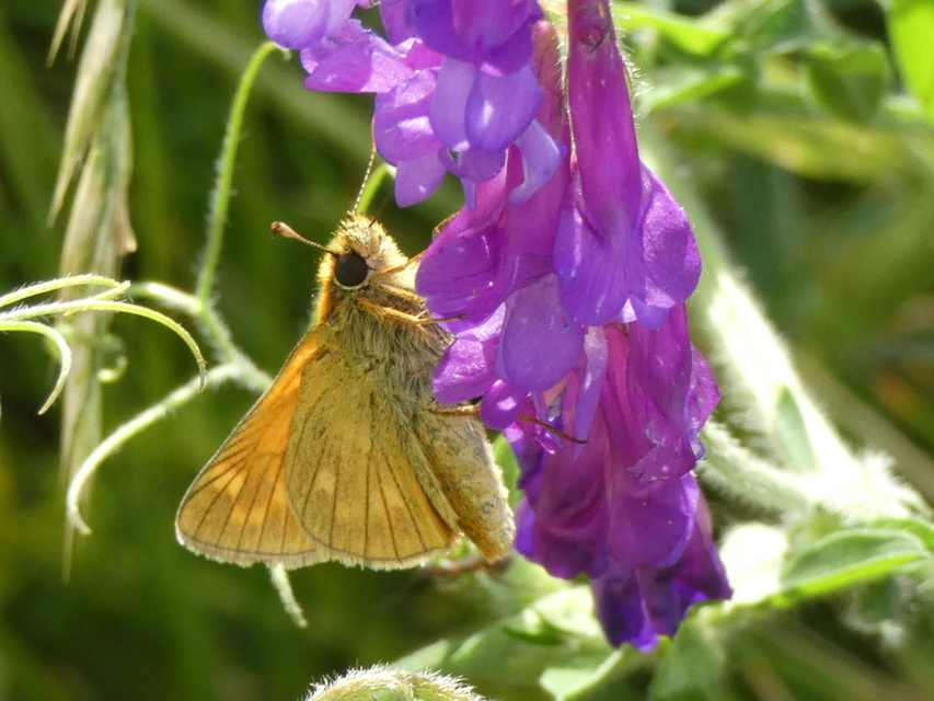 Ochlodes sylvanus - erdei busalepke