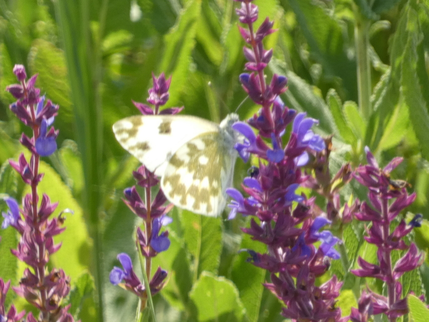 Pontia edusa - rezedalepke