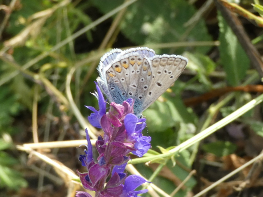Polyommatus icarus - közönséges boglárka