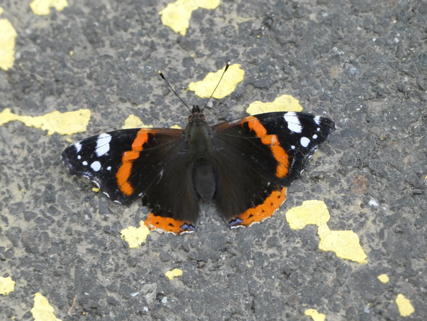 Vanessa atalanta - atalantalepke