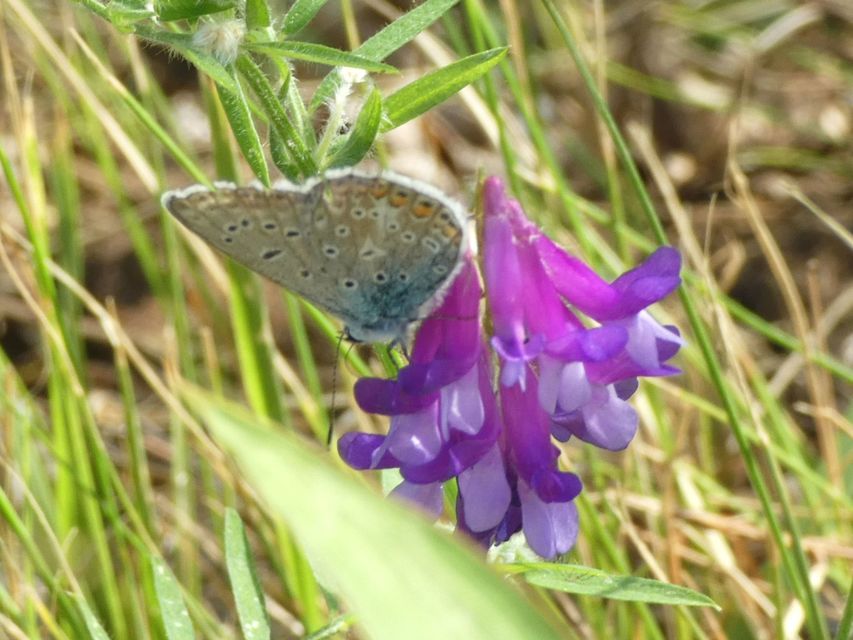 Polyommatus icarus - közönséges boglárka