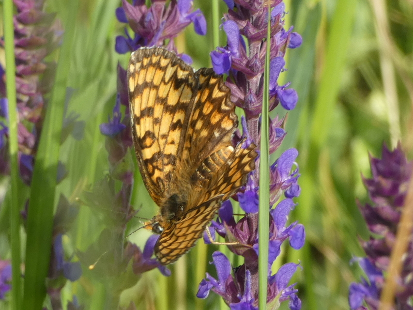 Melitaea phoebe - nagy tarkalepke