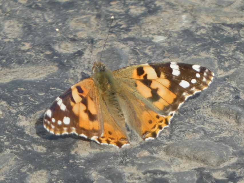 Vanessa cardui - bogáncslepke