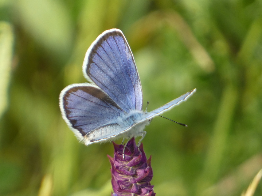 Plebejus argyrognomon - tintakék boglárka