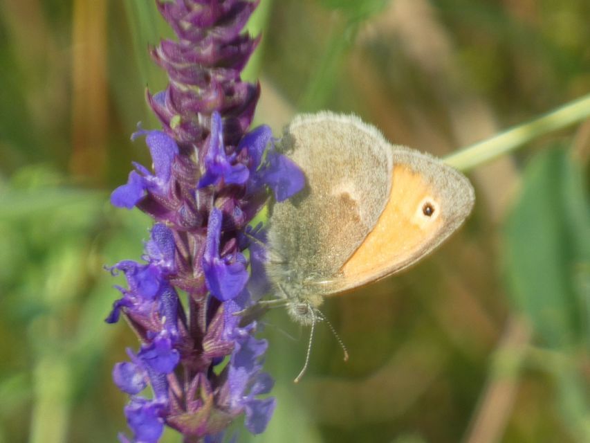 Coenonympha pamphilus - kis szénalepke