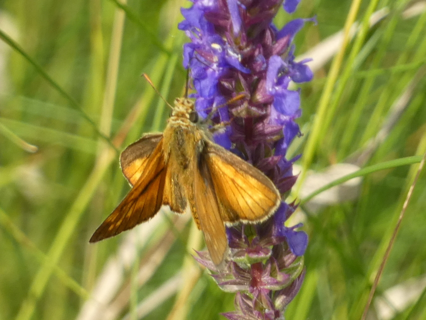 Ochlodes sylvanus - erdei busalepke