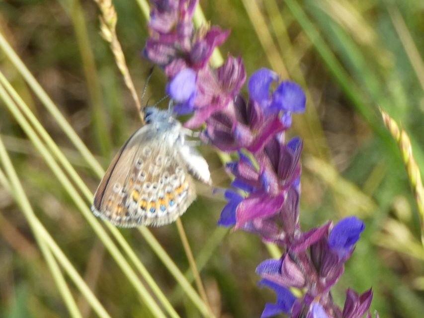 Plebejus argus - ezüstös boglárka