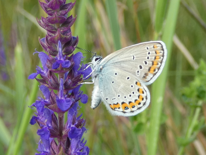 Plebejus argyrognomon - tintakék boglárka