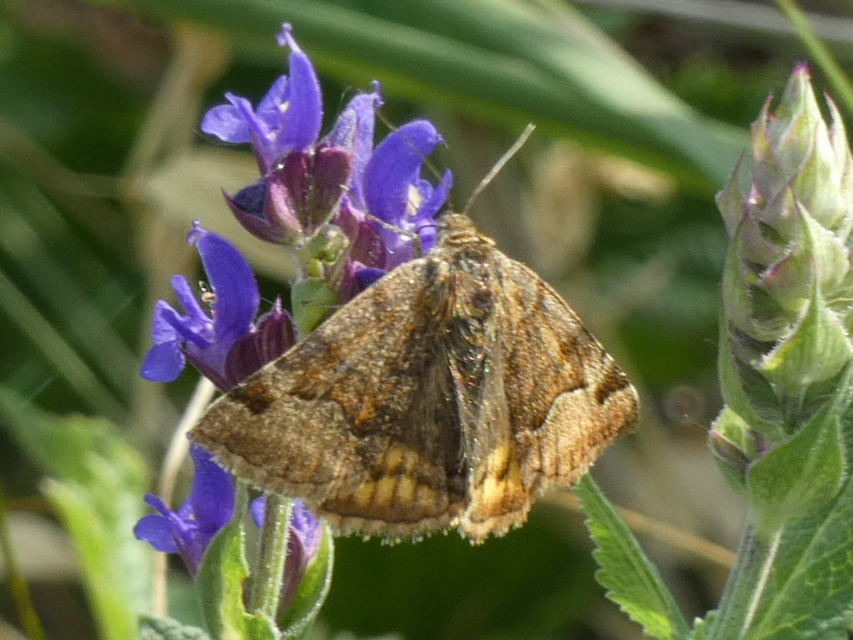 Euclidia glyphica - közönséges nappalibagoly