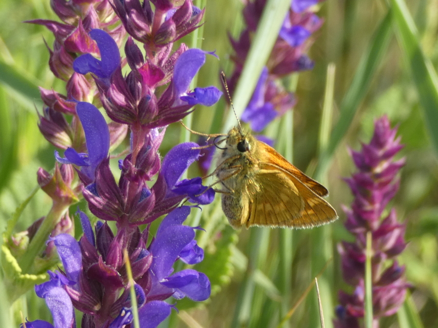 Ochlodes sylvanus - erdei busalepke