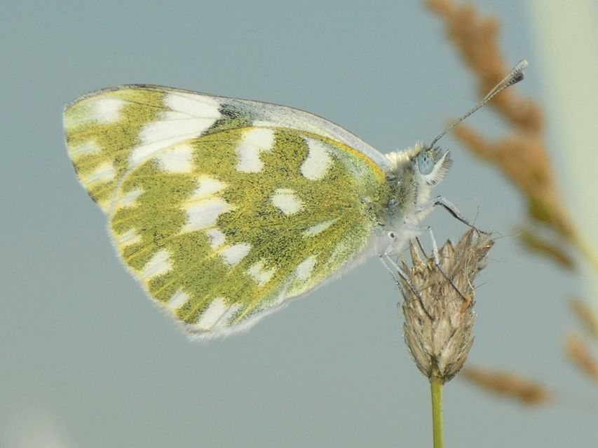 Pontia edusa - rezedalepke