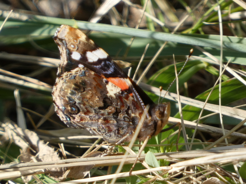 Vanessa atalanta - atalantalepke