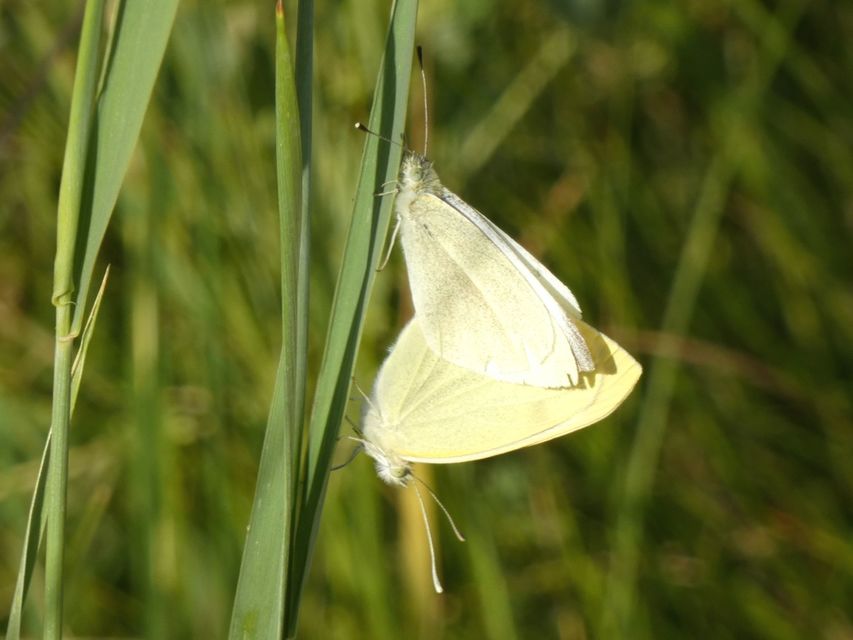 Pieris rapae - répalepke