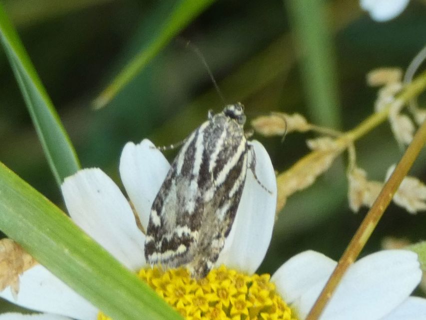 Emmelia trabealis - zebrabagoly