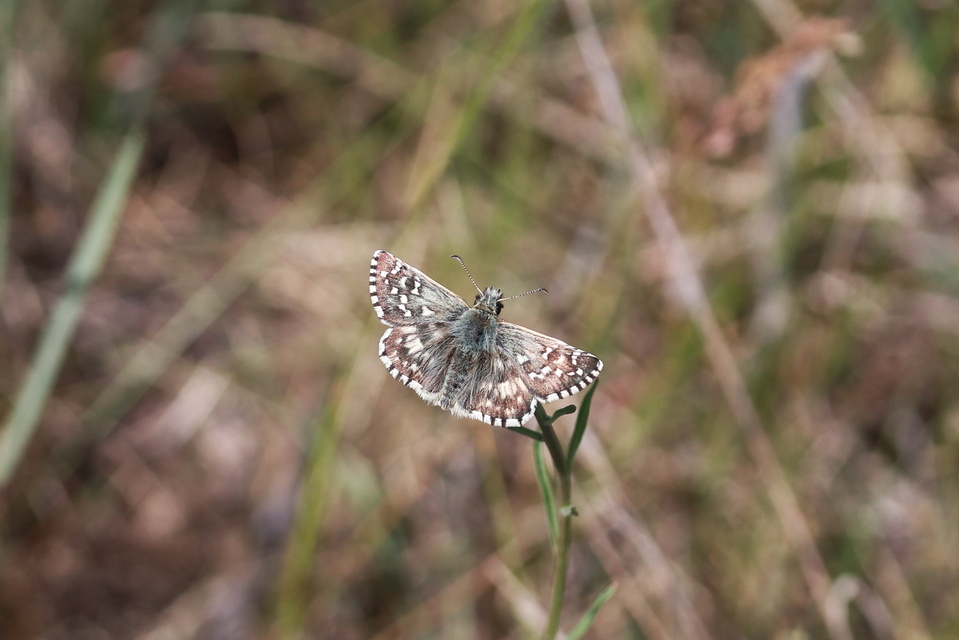 Pyrgus armoricanus - feles busalepke