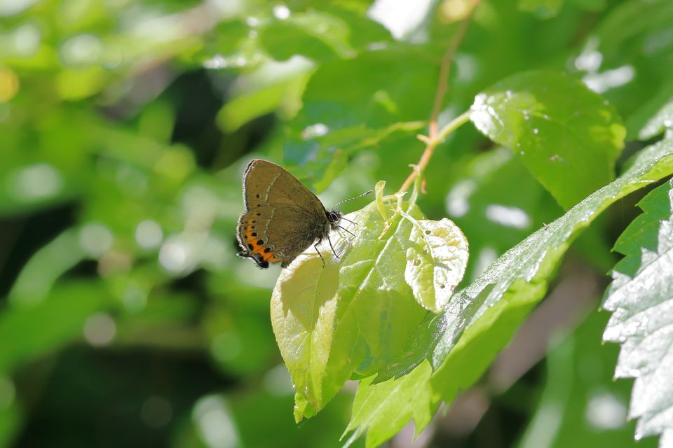 Satyrium pruni - szilvafa-csücsköslepke