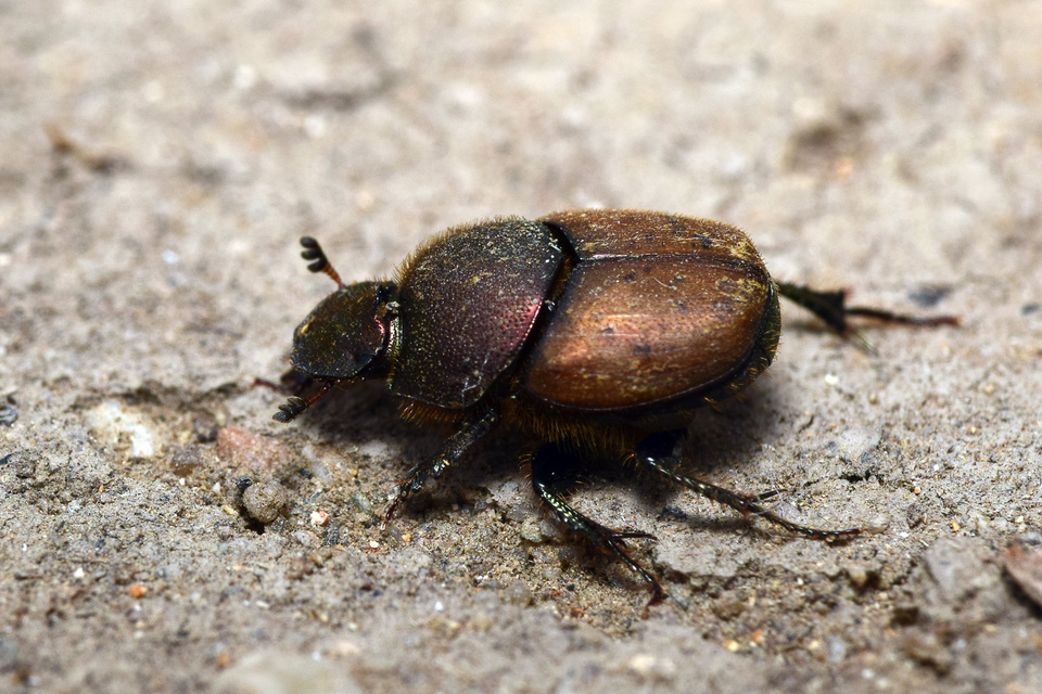Onthophagus coenobita - rezes trágyatúró