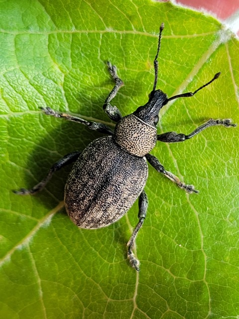 Otiorhynchus ligustici - vincellér-gyalogormányos