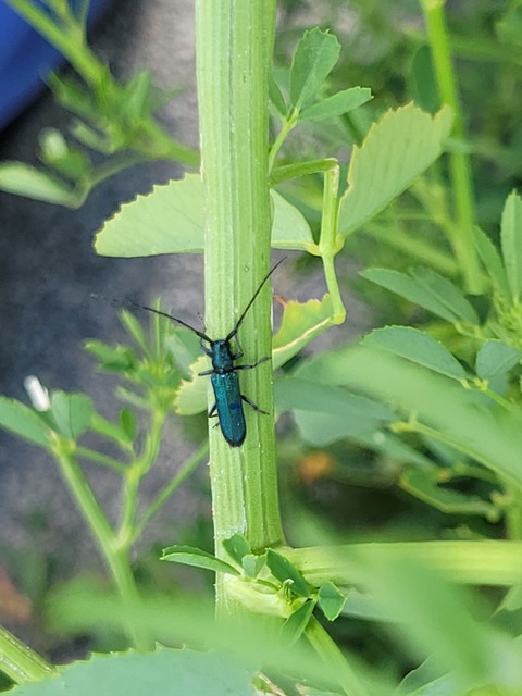 Agapanthia violacea - kék somkórócincér