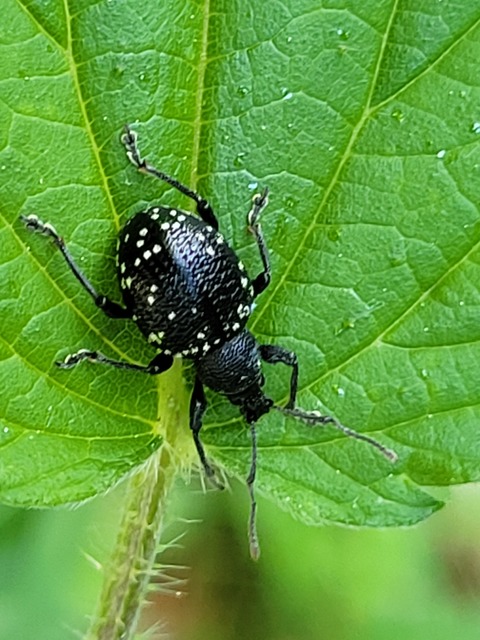 Otiorhynchus gemmatus - ékköves gyalogormányos