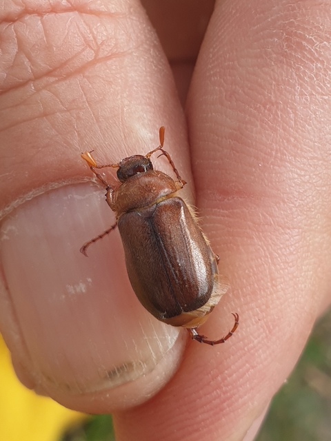 Amphimallon assimile - kis sárgacserebogár