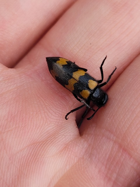 Mylabris variabilis - szalagos hólyaghúzó Mylabris variabilis - szalagos hólyaghúzó