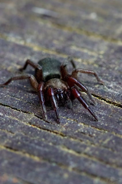 Scotophaeus