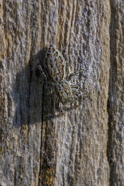 Pseudicius encarpatus - kéregugrópók