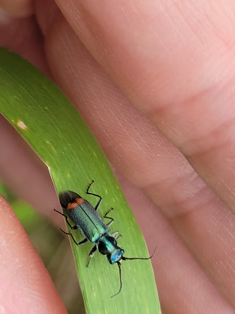 Clanoptilus