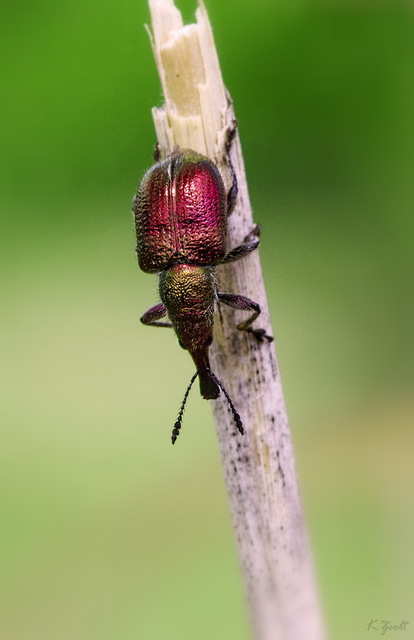 Rhynchites auratus - aranyos eszelény Rhynchites auratus - aranyos eszelény