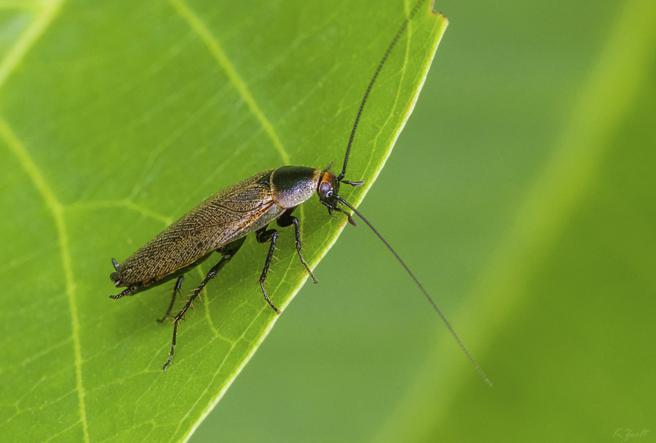 Ectobius erythronotus - sárgatorú erdeicsótány