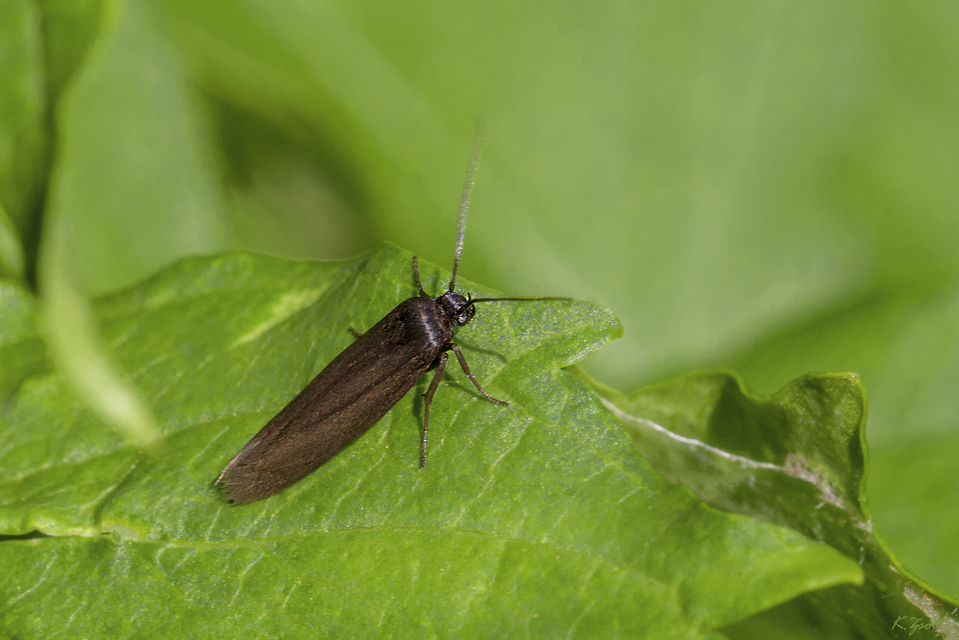 Scythris