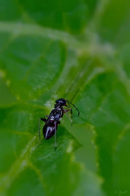 Globiceps sphaegiformis - kétpúpú mezeipoloska