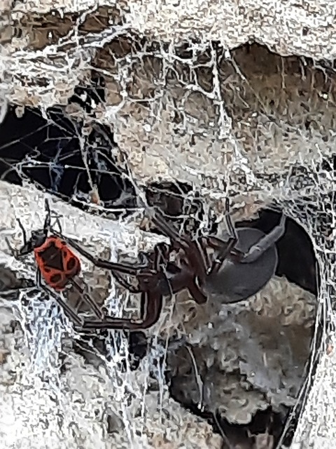 Amaurobius