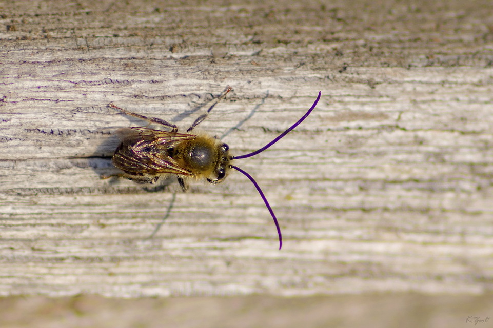 Eucera